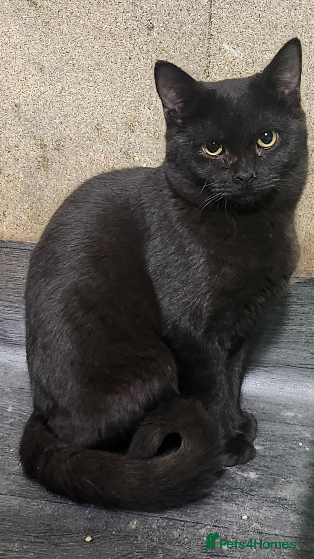 British Shorthair cats for sale: British short hair kitten - Advert 1