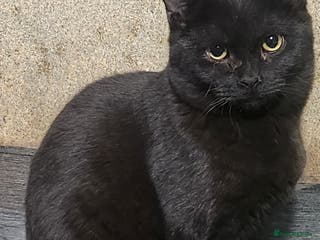 British Shorthair cats British short hair kitten - Advert 1