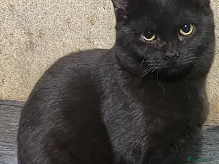 British Shorthair cats British short hair kitten - Advert 17