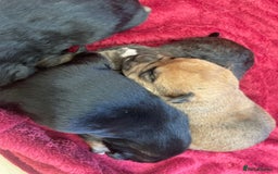 Mixed Breed dogs for sale: Malkita puppies 4 boys  - Image 7