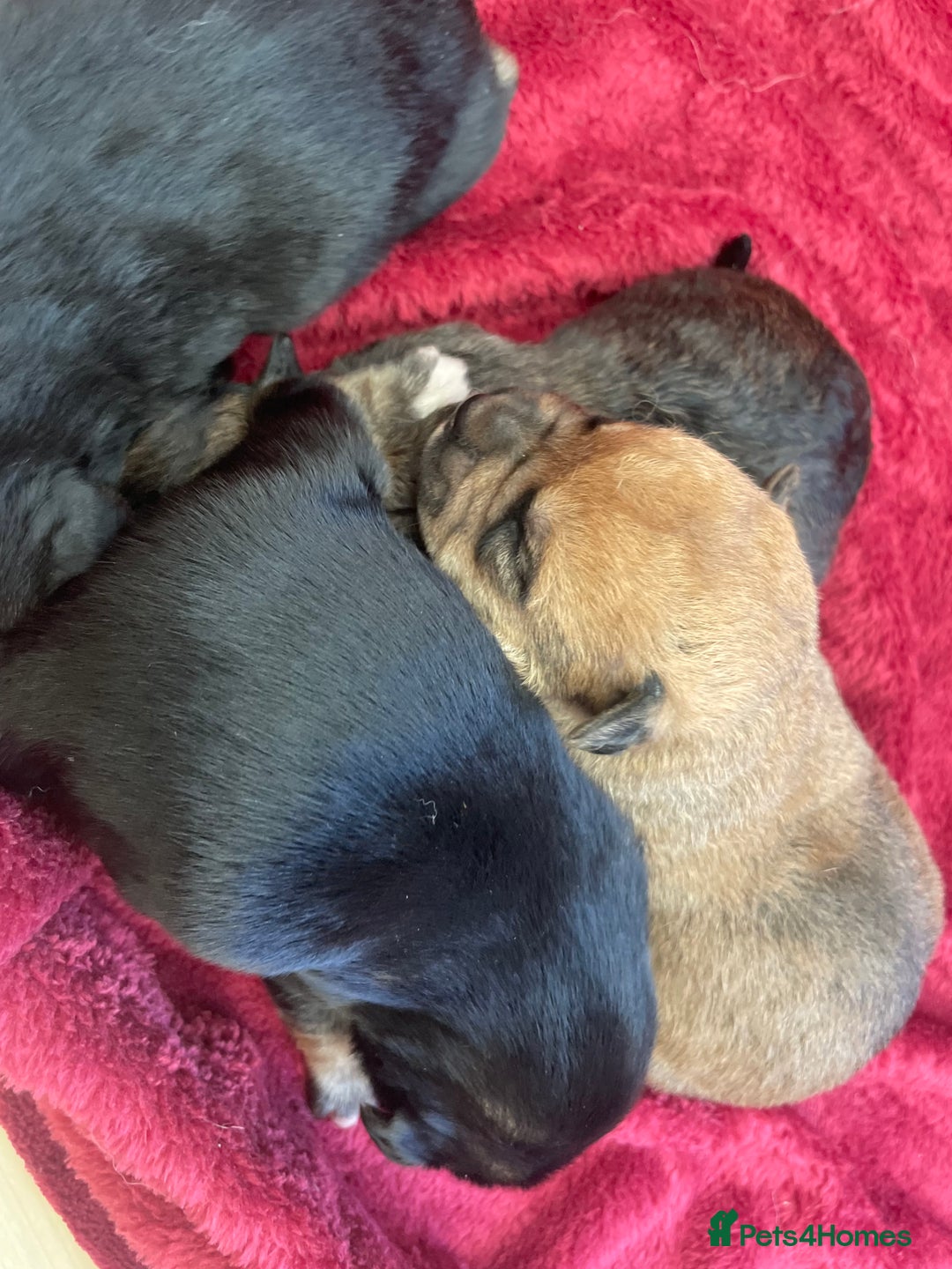 Mixed Breed dogs for sale: Malkita puppies 4 boys  - Image 7