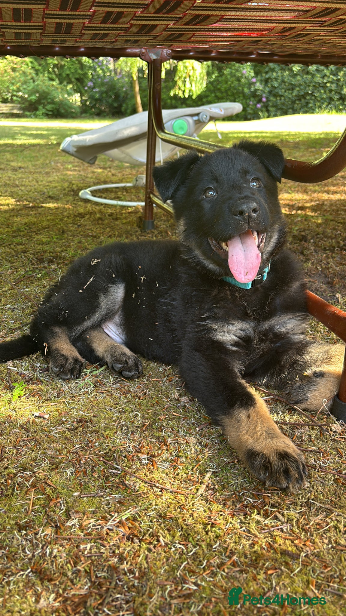 German Shepherd dogs Black German Shepard  - Advert 14