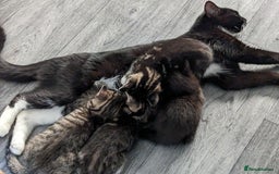 Domestic Shorthair cats for sale: 4 beautiful kittens - Image 12