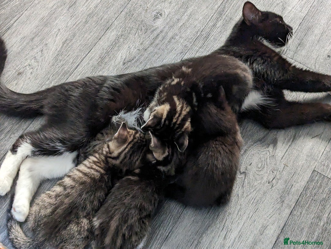 Domestic Shorthair cats for sale: 4 beautiful kittens - Image 12