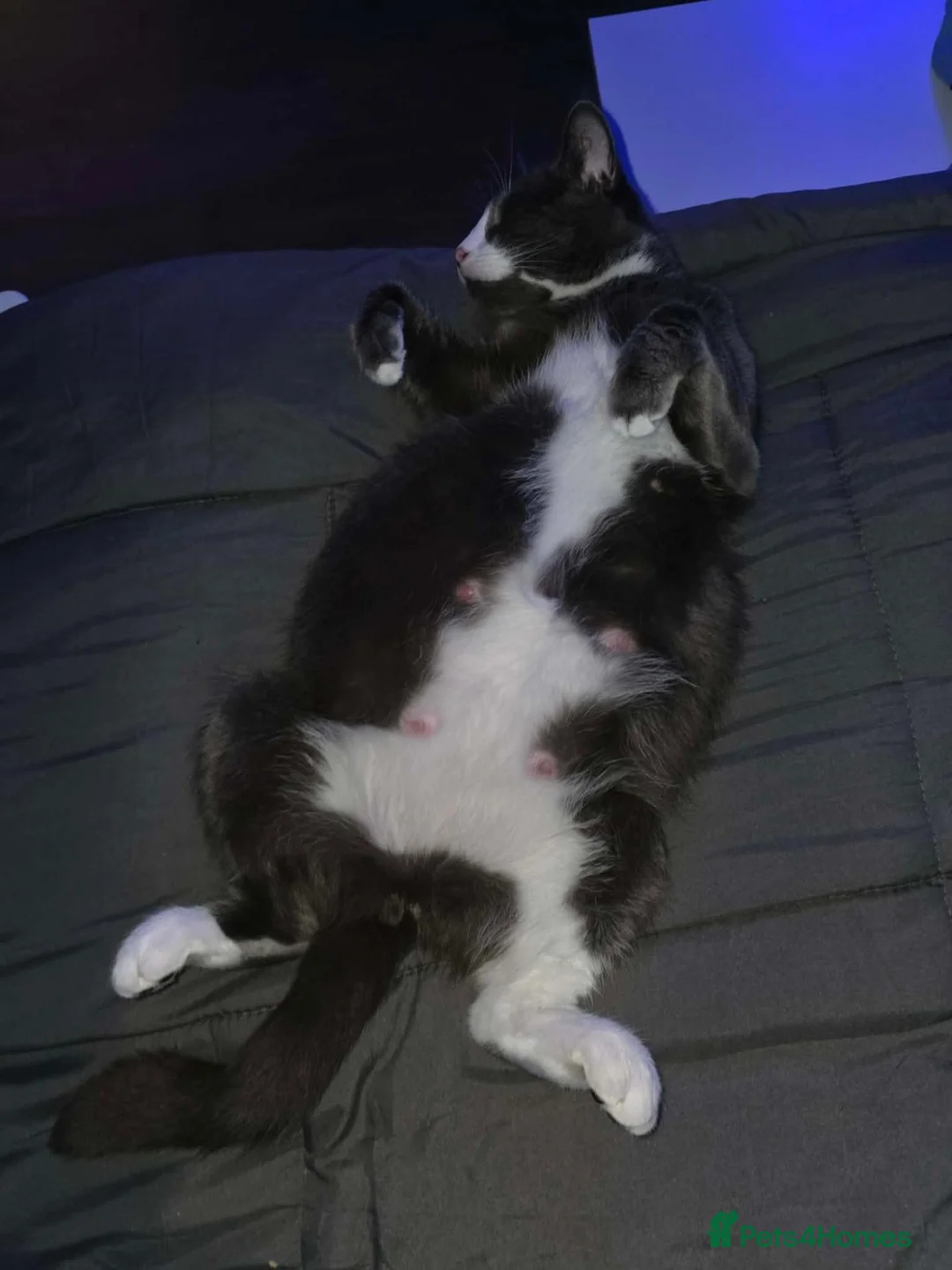 Mixed Breed cats for sale: 3 kittens ready now  in Brighton - Advert 1