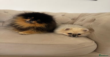 Pomeranian dogs - Advert 8