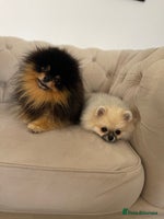 Pomeranian dogs - Advert 7
