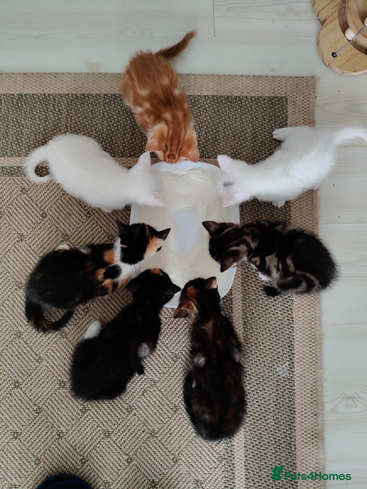 European cats Adorable Kittens  - Advert 2