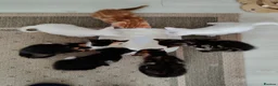 European cats for sale: Adorable Kittens  - Advert 1