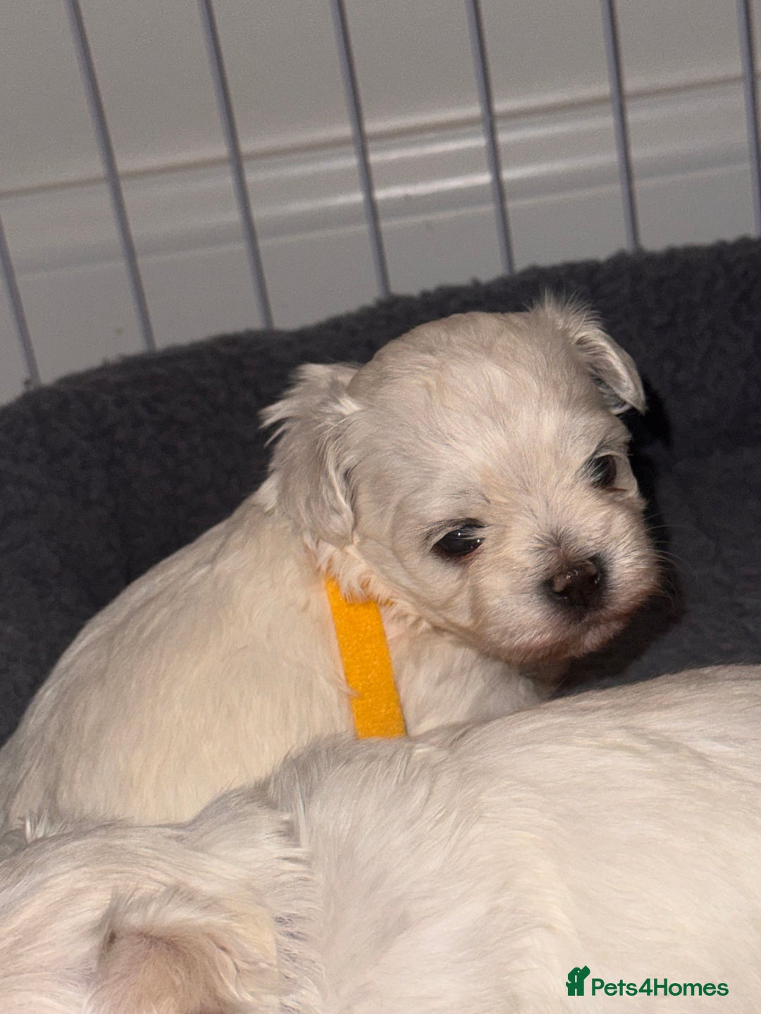 Maltese dogs for sale: Beautiful Maltese puppies ✨ - Advert 4