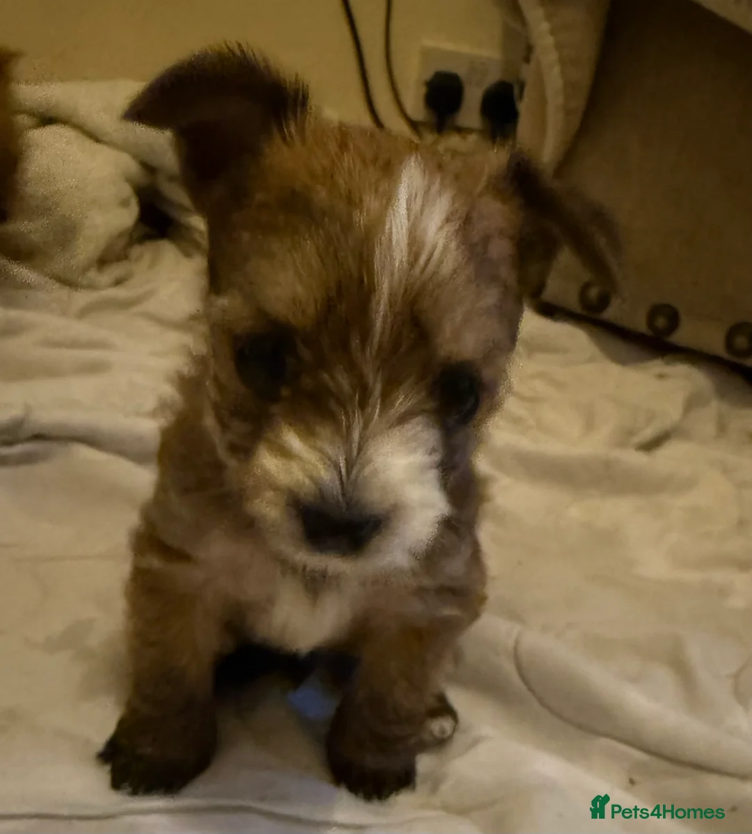 Chorkie dogs for sale: Chorkie pups for sale  - Advert 5