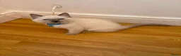 Ragdoll cats for sale: Ragdoll kittens for sale - Advert 13