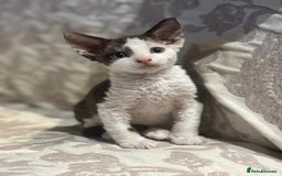 Devon Rex cats for sale: Kittens  - Image 1