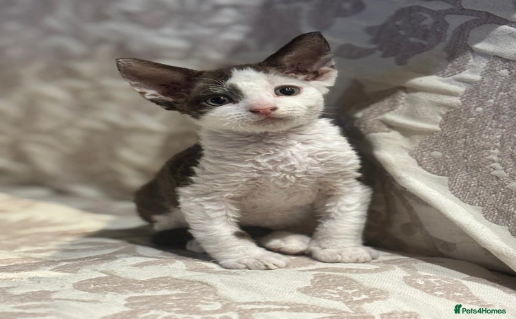 Devon Rex cats - Advert 1