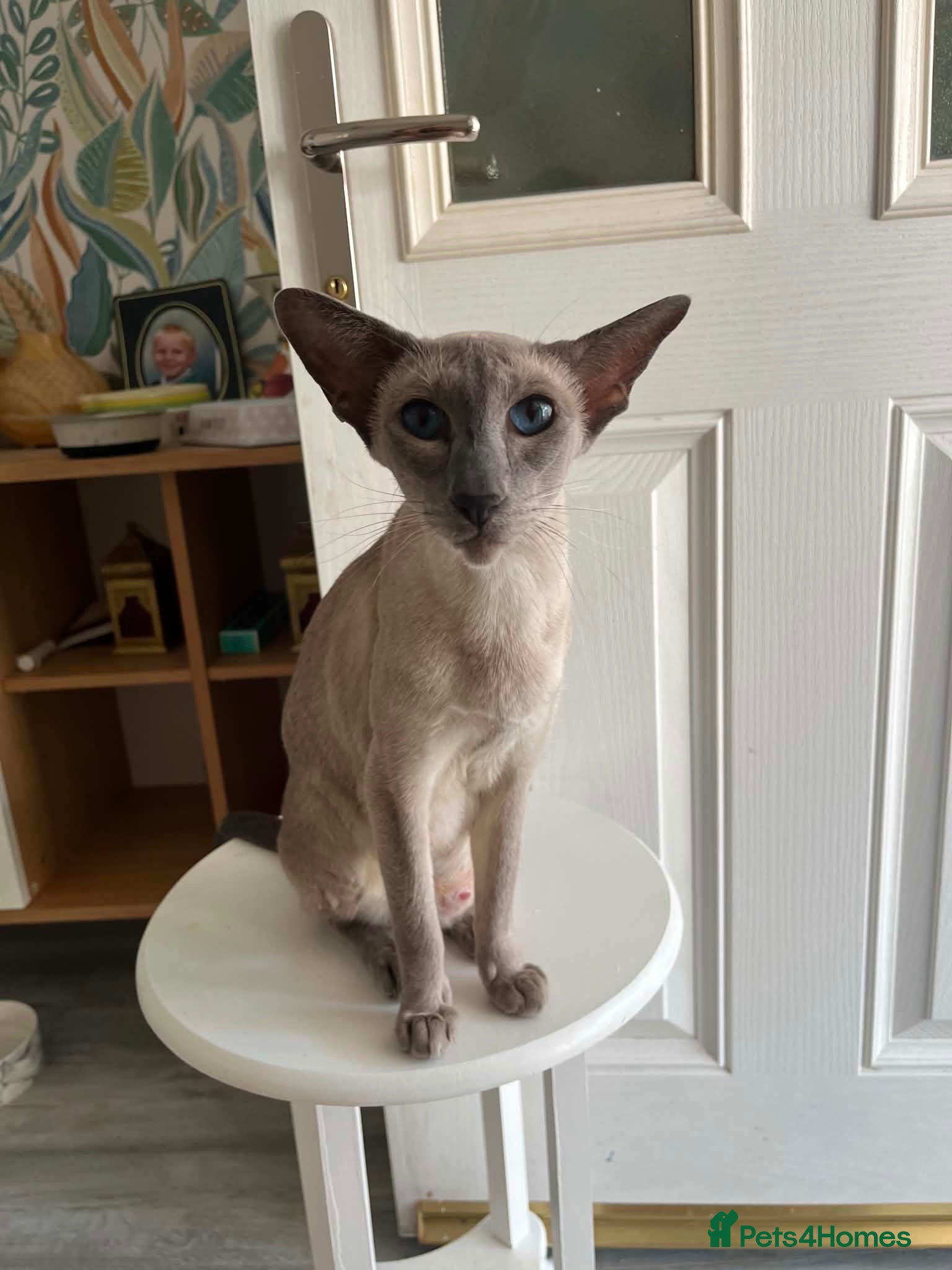 Siamese cats GCCF Registered Stunning Siamese Kittens  - Advert 10