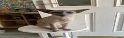 Siamese cats for sale: GCCF Registered Stunning Siamese Kittens  - Advert 18