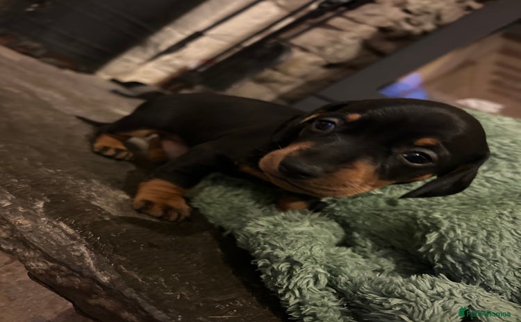 Miniature Dachshund dogs - Advert 16
