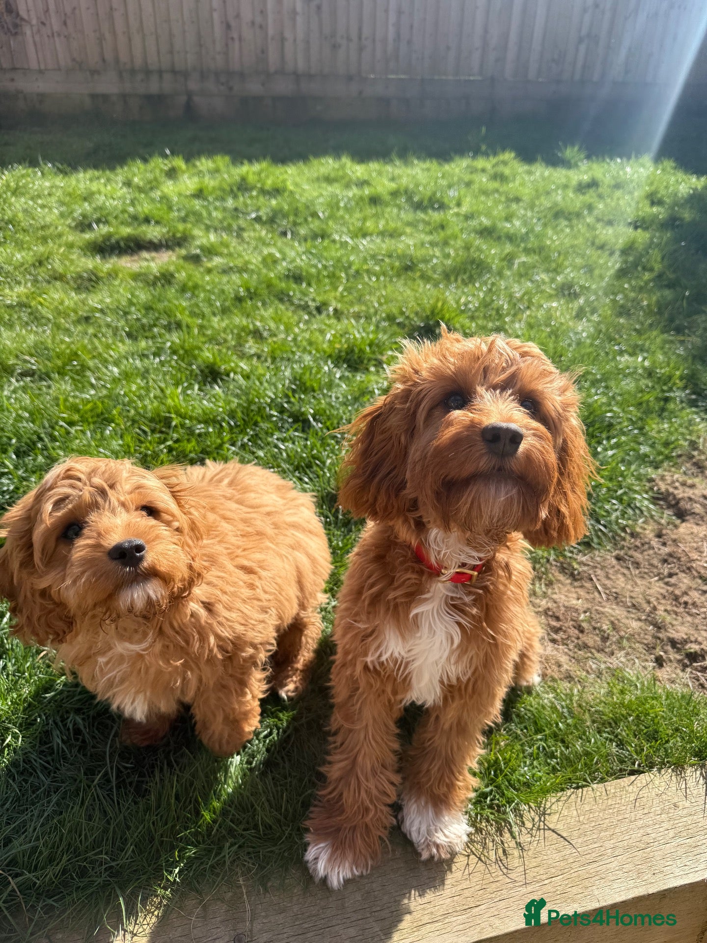 Cavapoo dogs Cavapoo girl  - Advert 7