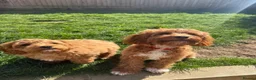 Cavapoo dogs for sale: Cavapoo girl  in Warminster - Advert 1