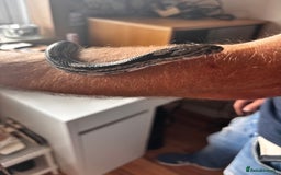 Corn Snake reptiles for sale: Corn snake for sale - Image 3