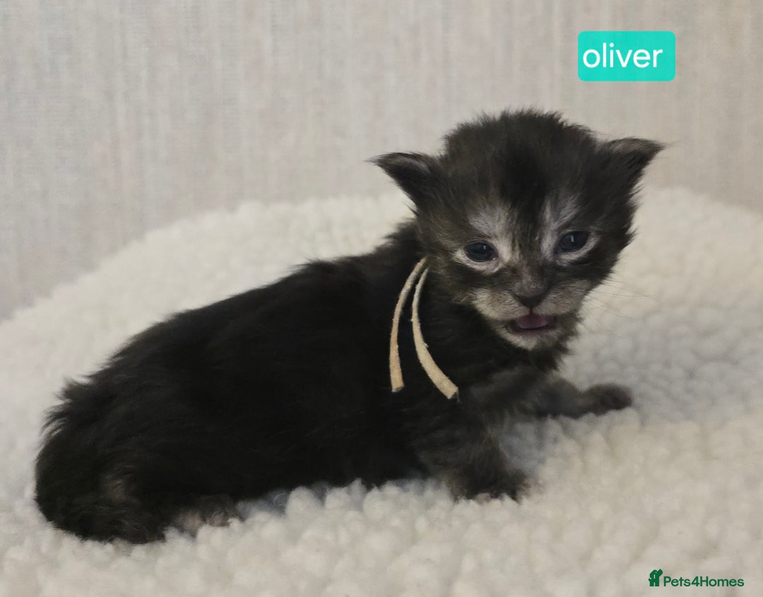 Maine Coon cats for sale: Maine Coon Kittens Smokes Large Russian Lines - Image 9