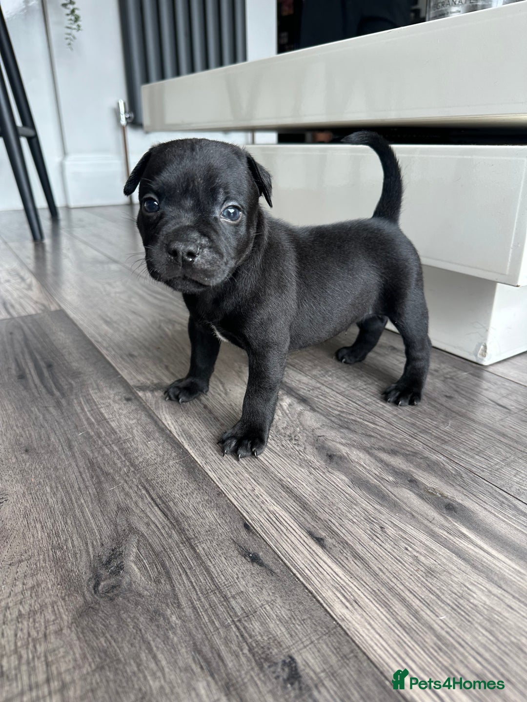 Staffordshire Bull Terrier dogs for sale: 🔥 Stunning Staffordshire Bull Terriers 🔥 - Image 18