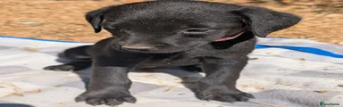 Mixed Breed 3