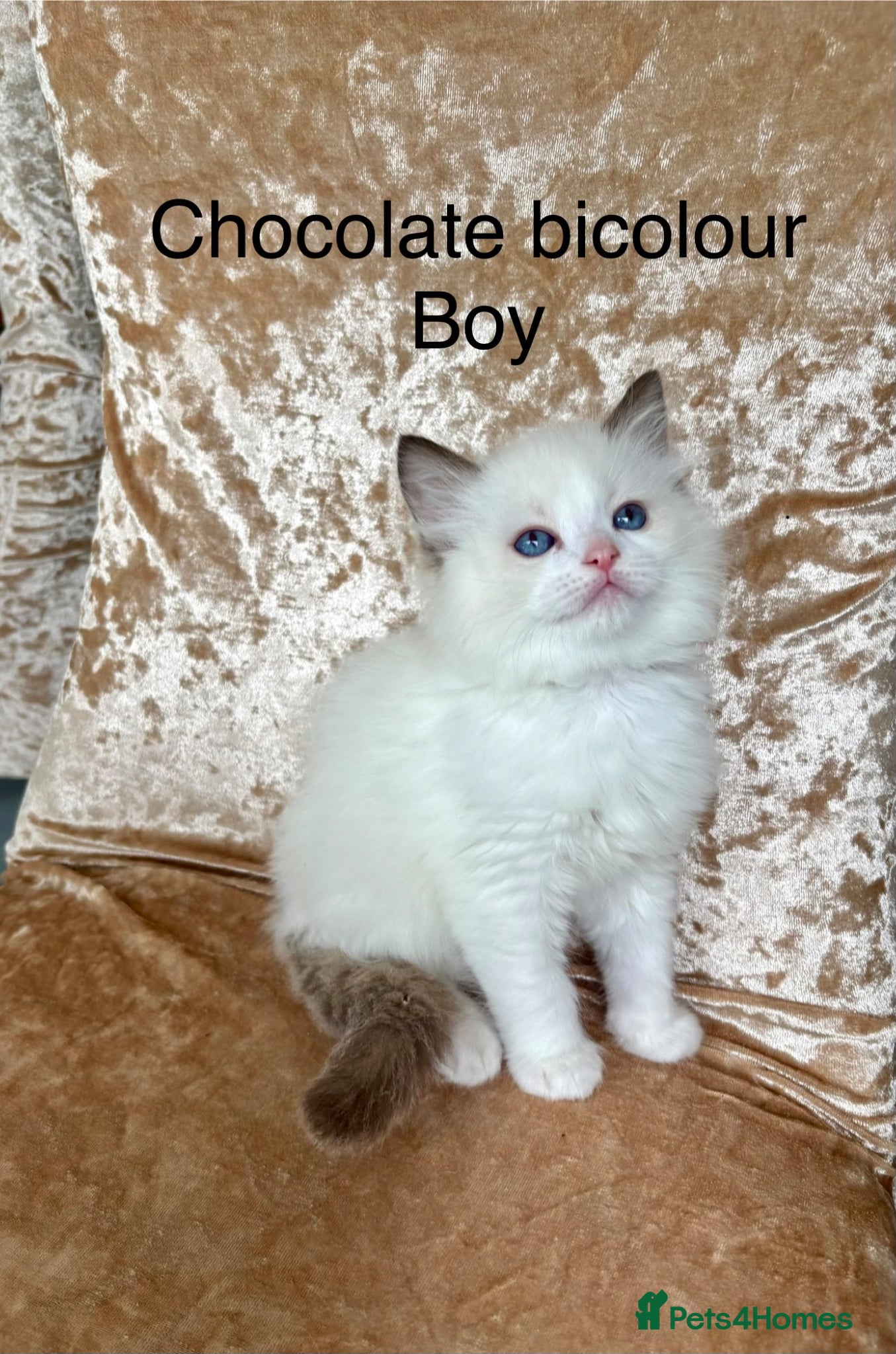 Ragdoll Kitten 1