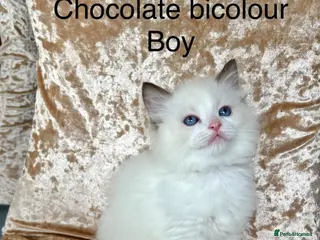 Ragdoll cats Beautiful ragdoll kittens - Advert 1