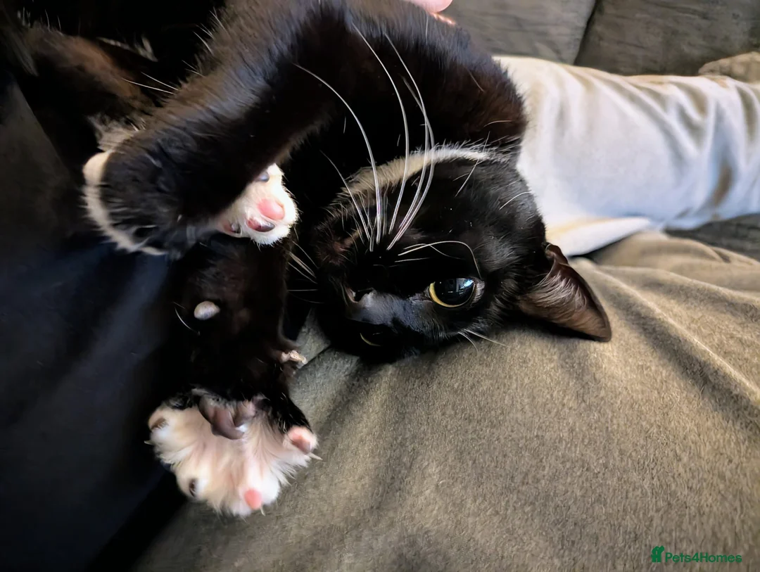 Domestic Shorthair cats for sale: 8 year old black and white male  - Advert 2