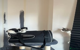 Mixed Breed cats for sale: 6 beautiful and playful kittens for sale SE London - Image 3