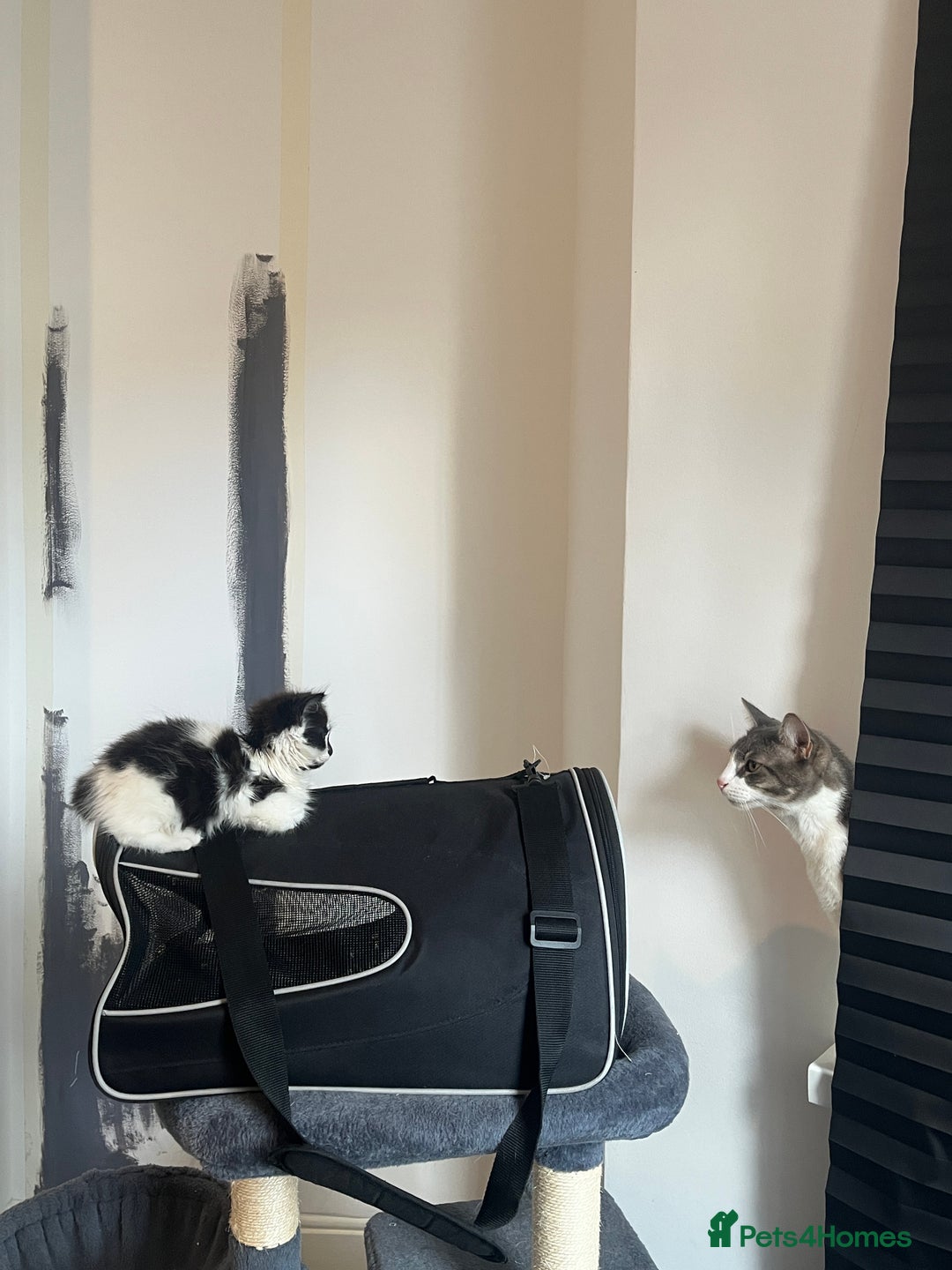Mixed Breed cats for sale: 6 beautiful and playful kittens for sale SE London - Image 3