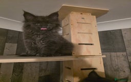Maine Coon cats for sale: Maine Coon kittens avaliable - Image 10
