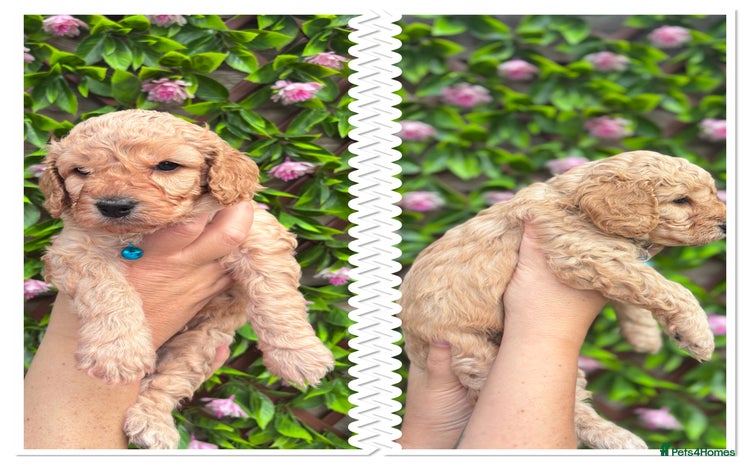 Cavapoochon dogs - Advert 3