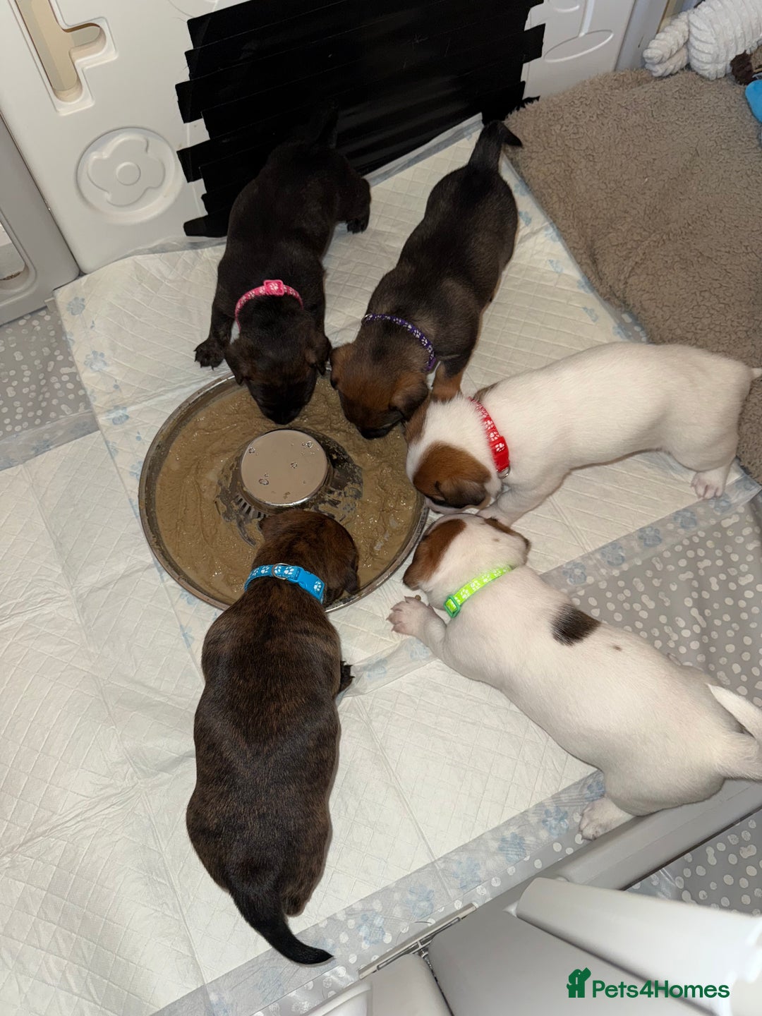 Mixed Breed dogs for sale: German Shepherd x Staffy x Jack Russell puppies  - Advert 13