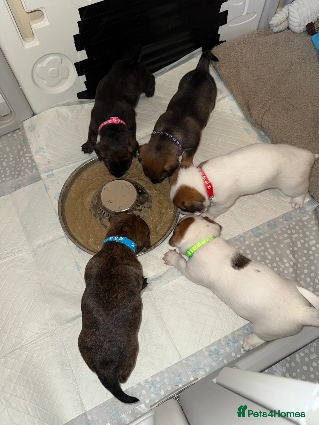 Mixed Breed dogs for sale: German Shepherd x Staffy x Jack Russell puppies  - Advert 13