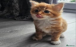 Mixed Breed cats for sale: Mixed kittens x 3  - Image 5