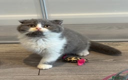 British Shorthair cats for sale: Beautiful Tica Registered Kittens  - Image 13