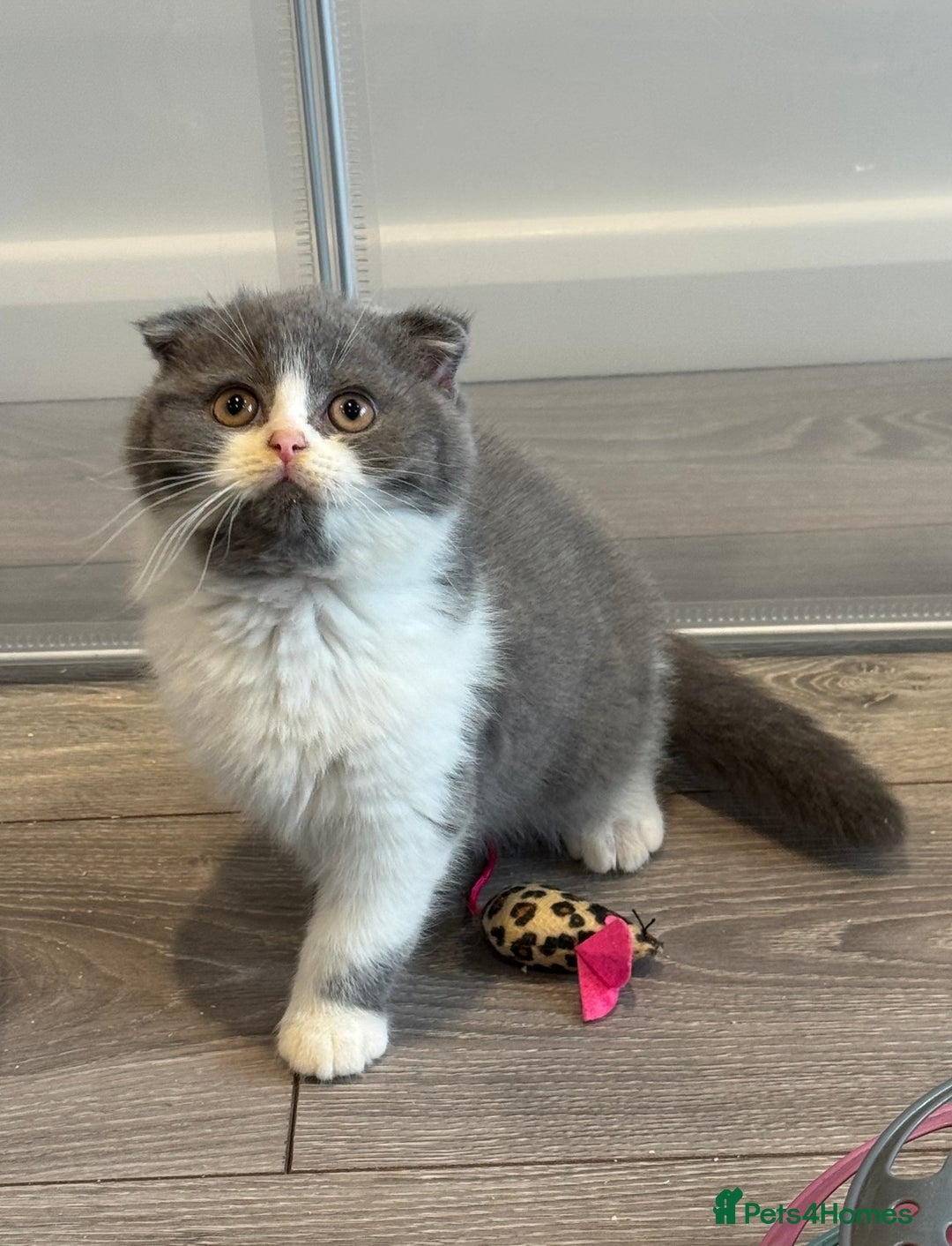 British Shorthair cats for sale: Beautiful Tica Registered Kittens  - Image 13