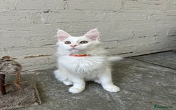 Maine Coon cats for sale: Pedigree TICA Reg Mine coon kittens  - Image 11