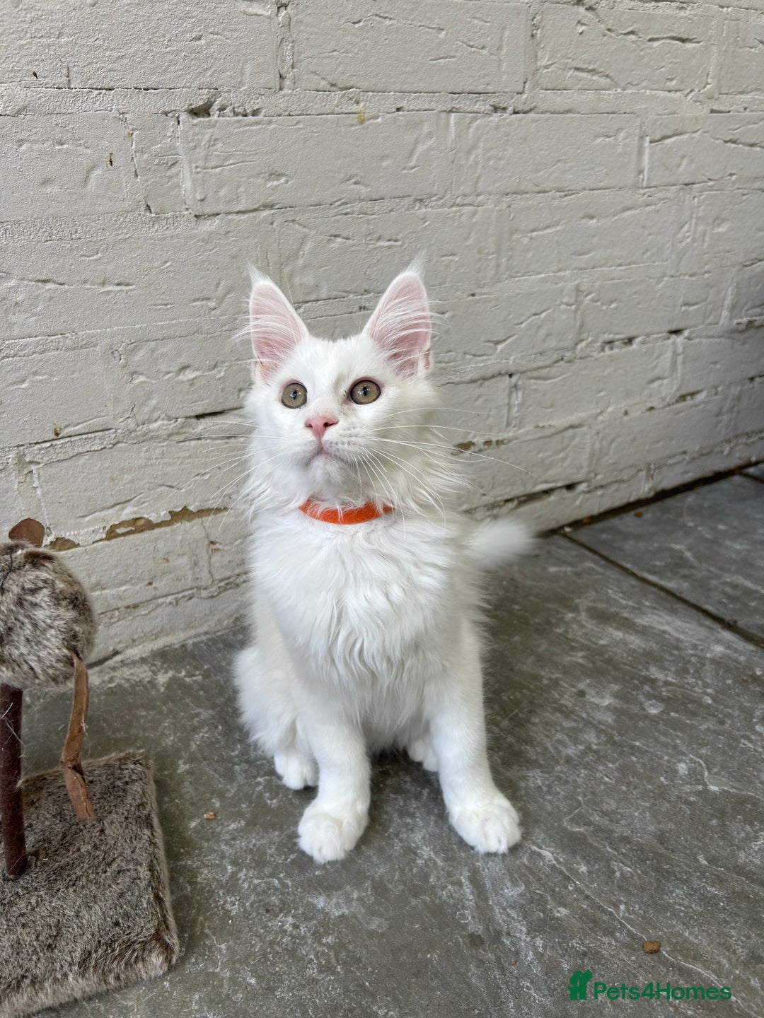 Maine Coon cats for sale: Pedigree TICA Reg Mine coon kittens  - Image 11