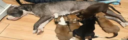 Mixed Breed dogs for sale: 6 Belgian Malinois x American Bull Staffy Puppies - Advert 3