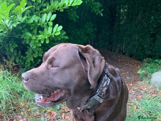 Labrador Retriever dogs - Advert 12