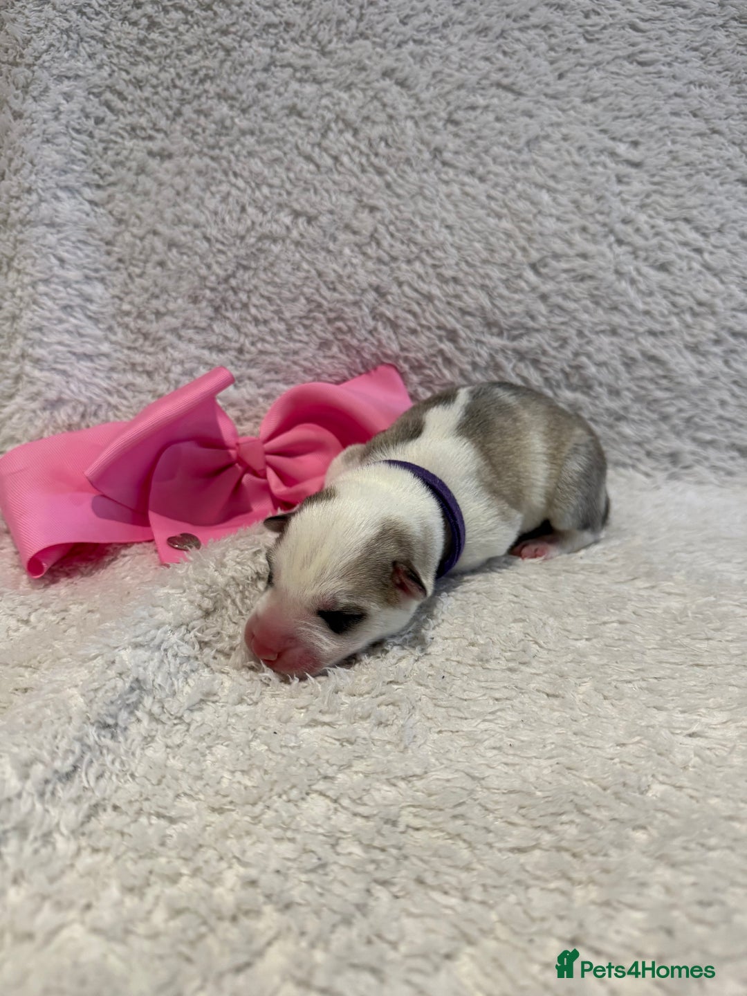 Siberian Husky dogs for sale: Beautiful Siberian Husky Puppies Ready to Reserve - Advert 5