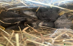 Mini Lion Lop rabbits for sale: 4 Baby Mini-Lops for sale - Image 7