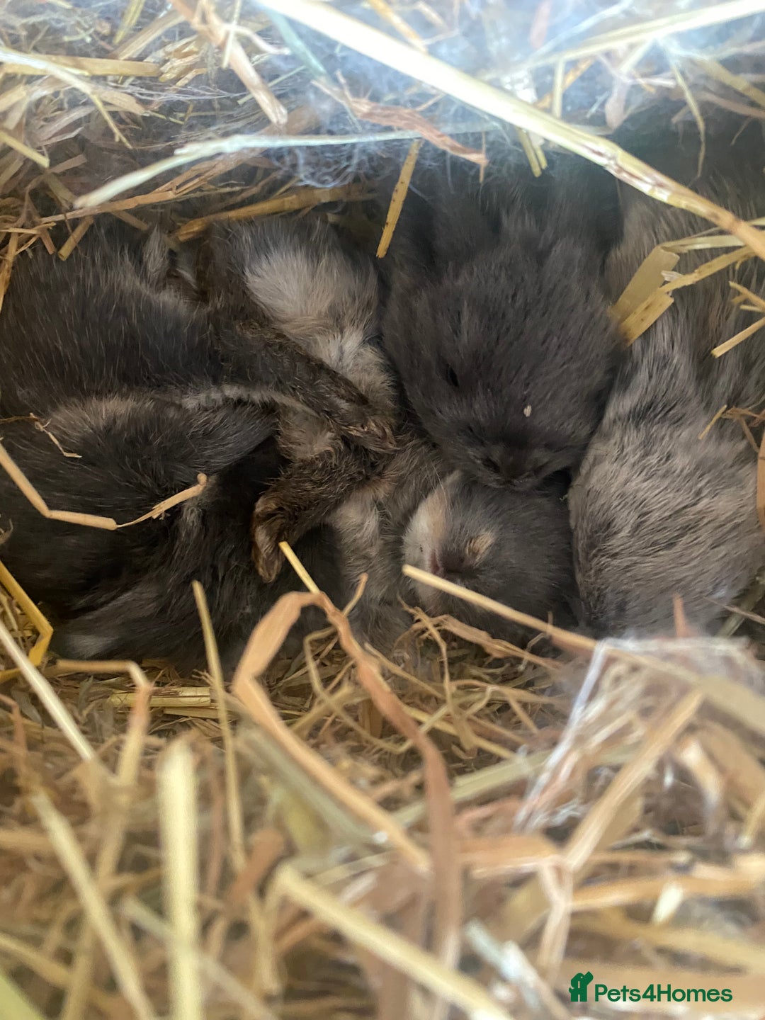 Mini Lion Lop rabbits for sale: 4 Baby Mini-Lops for sale - Image 7