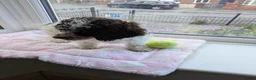 Cockapoo dogs for sale: 5 ⭐ DNA tested F1 cockapoos - Advert 15