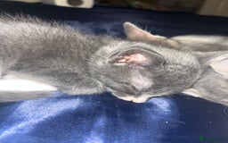 Mixed Breed cats for sale: Half ragdoll girl kittens ready now  - Image 25