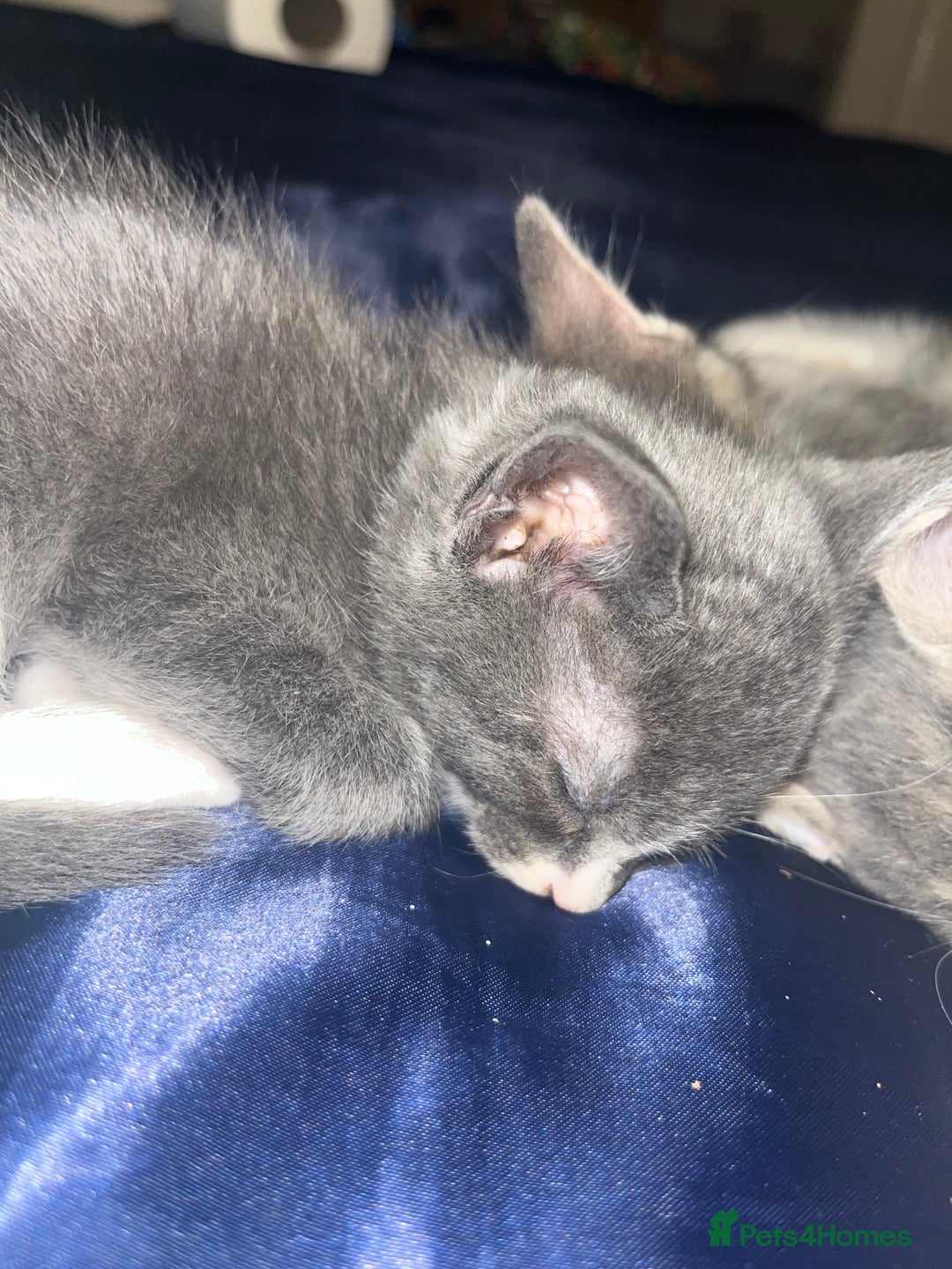 Mixed Breed cats for sale: Half ragdoll girl kittens ready now  - Image 25
