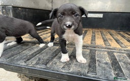 Border Collie dogs for sale: Border collie puppy  - Image 1